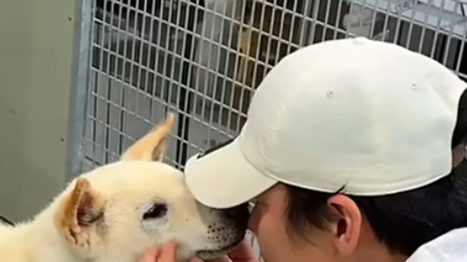 Jang Han Byul Volunteers at Dog Shelter Day Before Daejeon Concert in 'Warm Gesture'... Fan Donations Exceed 20 Million Won