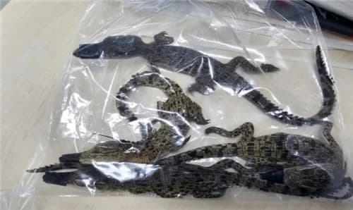Smuggling Ring of 200 Cobras and Crocodiles Busted... Mastermind in 20s Detained and Indicted, 4 Others Tried Without Detention