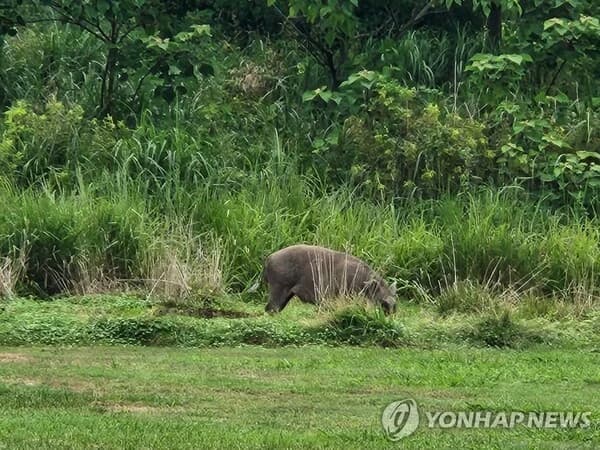 100kg Wild Boar Appears at Golf Course in Seogwipo's Pyoseon-myeon... Hunter Shoots It Dead, Golfers Evacuate in Commotion