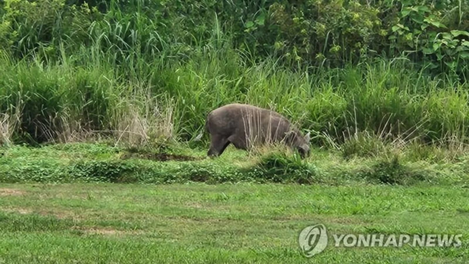 100kg Wild Boar Appears at Golf Course in Seogwipo's Pyoseon-myeon... Hunter Shoots It Dead, Golfers Evacuate in Commotion